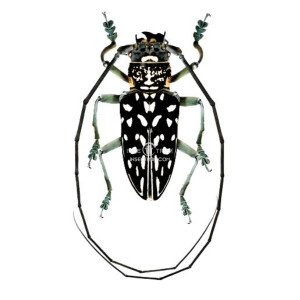 STELOGNATHA MACULATA